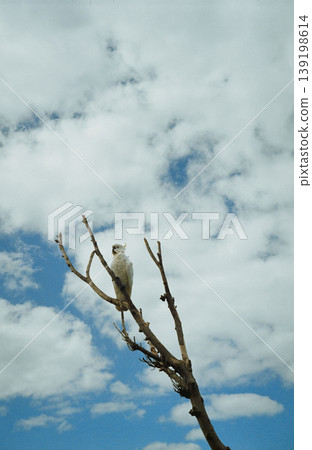 Blue sky, white clouds, and a large white bird Blue sky, white clouds, and a large white bird 139198614