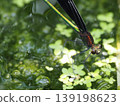 Floating plants and damselflies 139198623