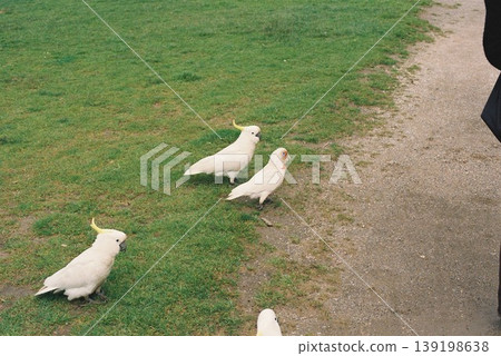 A large white bird and grass A large white bird and grass 139198638