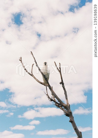 Blue sky, white clouds, and a large white bird Blue sky, white clouds, and a large white bird 139198639