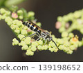 A bee on a wild grape flower 139198652