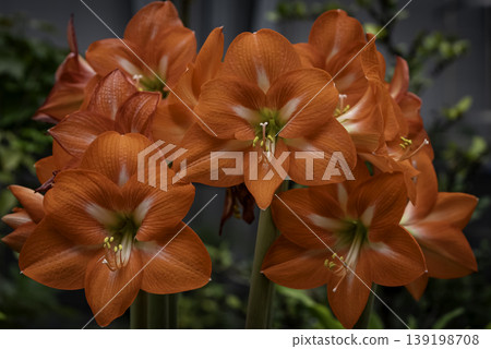 Red Amaryllis 139198708