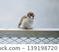 The baby sparrow shivered. 139198720