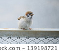 Sparrow child 139198721