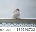 The baby sparrow closes its eyes. 139198722