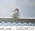 Sparrow child 139198724