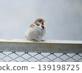 A baby sparrow opens its mouth wide. 139198725