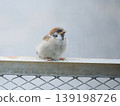 Sparrow child 139198726