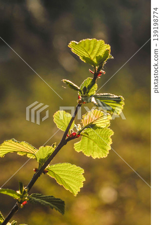 Young alder leaves shining in the spring sunlight Young alder leaves shining in the spring sunlight 139198774