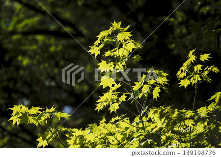 Young leaves of the Japanese maple tree growing in the fresh greenery of early summer Young leaves of the Japanese maple tree growing in the fresh greenery of early summer 139198776