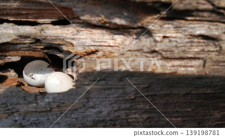 Small Eggs Hidden in Rotten Wood Small Eggs Hidden in Rotten Wood 139198781