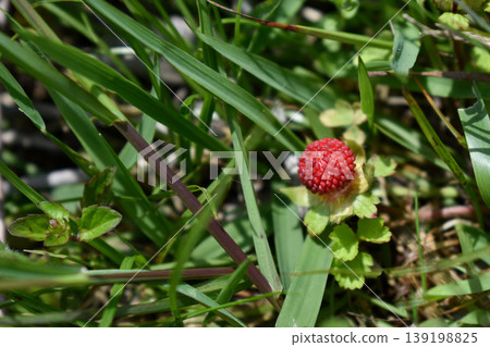 Fruit of the snake strawberry Fruit of the snake strawberry 139198825