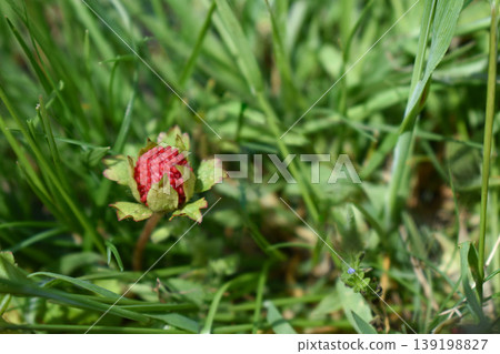 Fruit of the snake strawberry Fruit of the snake strawberry 139198827