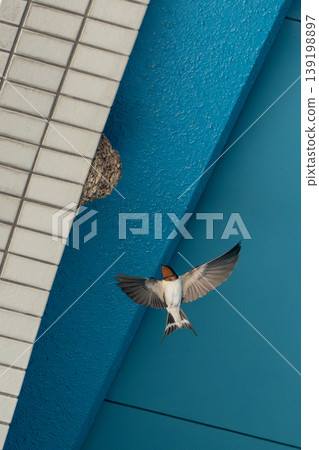 Swallows returning to their nest 139198897