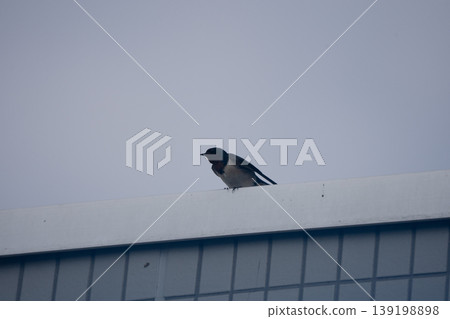 Swallows perched on a fence Swallows perched on a fence 139198898