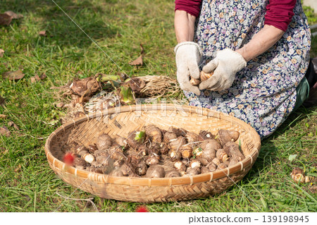 秋日農耕場景：一位婦女正在收穫和分類芋頭。 139198945
