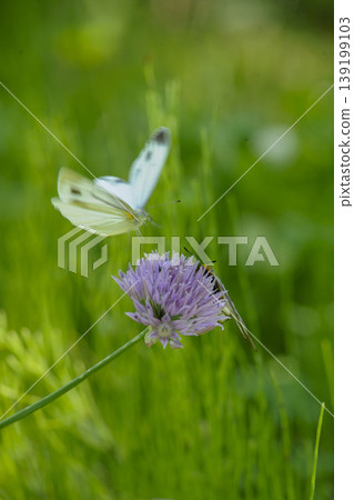 A cabbage white butterfly is about to land on a chive flower. A cabbage white butterfly is about to land on a chive flower. 139199103
