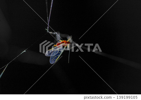Leaf beetles caught in a spiderweb 139199105