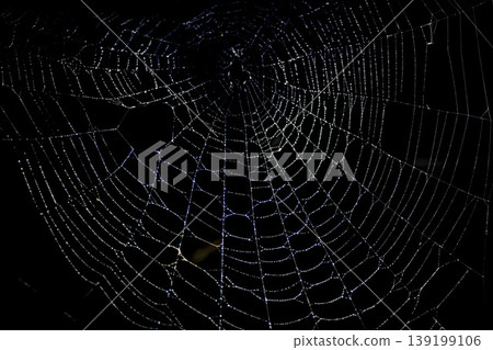 A spiderweb glistening with water droplets A spiderweb glistening with water droplets 139199106