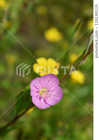Yuge肖花 Yuge肖花 139199119