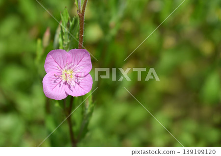Yuge shaw flower Yuge shaw flower 139199120