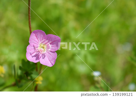 Yuge shaw flower Yuge shaw flower 139199121