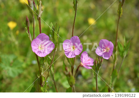 Yuge shaw flower Yuge shaw flower 139199122