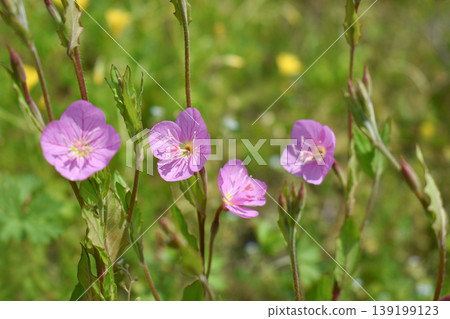 Yuge shaw flower Yuge shaw flower 139199123