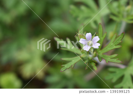 American Flower Flower 139199125