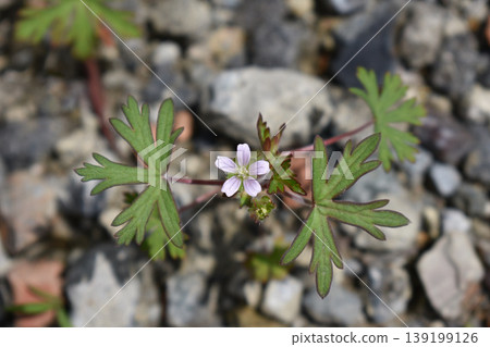 卡羅萊納天竺葵花和葉子 139199126