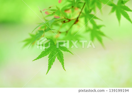 Background image featuring fresh green maple leaves and copy space. Background image featuring fresh green maple leaves and copy space. 139199194