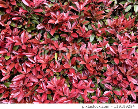 The leaves of the Red Robin, with their vibrant red and green hues, grow densely together. The leaves of the Red Robin, with their vibrant red and green hues, grow densely together. 139199284