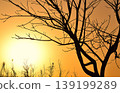 Sunset behind tree branches 139199289