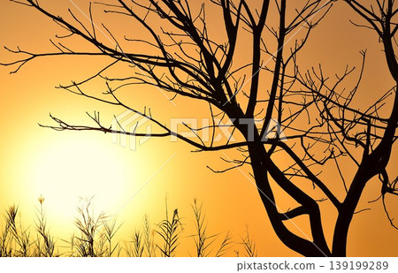 Sunset behind tree branches Sunset behind tree branches 139199289