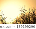 Susuki illuminated by the sunset 139199290