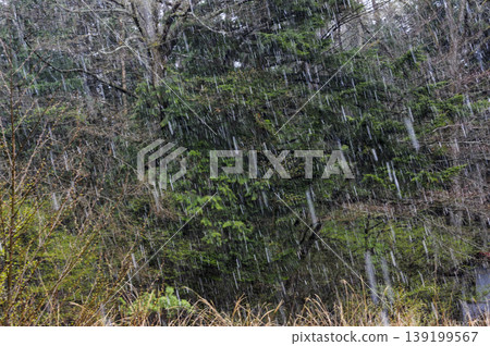 春雪飄落在萌芽的森林上 春雪飄落在萌芽的森林上 139199567