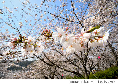 Sakura, Sakura, Sakura Sakura, Sakura, Sakura 139199762