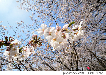 櫻花,櫻花,櫻花 櫻花,櫻花,櫻花 139199764