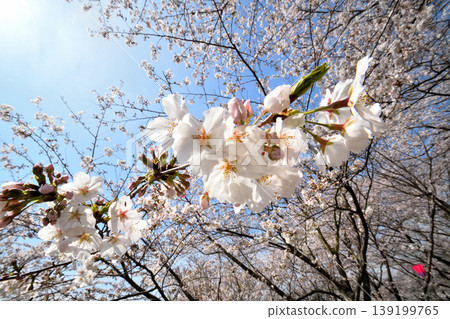 櫻花，櫻花，櫻花 139199765