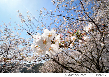 櫻花，櫻花，櫻花 139199767