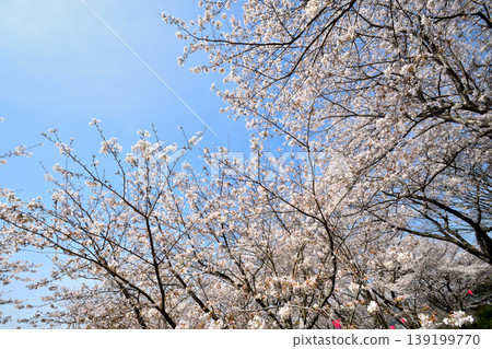 Sakura, Sakura, Sakura 139199770