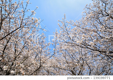 Sakura, Sakura, Sakura Sakura, Sakura, Sakura 139199771