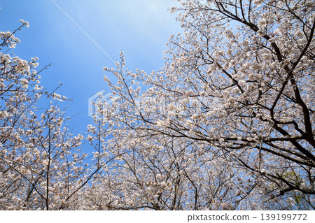 Sakura, Sakura, Sakura Sakura, Sakura, Sakura 139199772