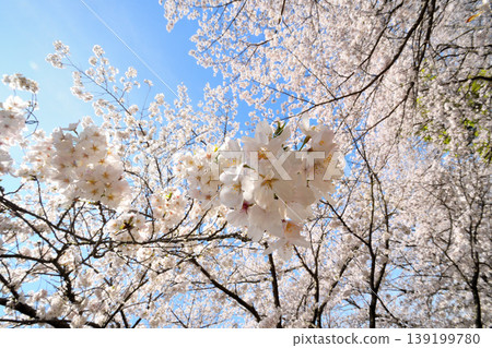 櫻花,櫻花,櫻花 櫻花,櫻花,櫻花 139199780