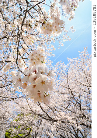 櫻花,櫻花,櫻花 櫻花,櫻花,櫻花 139199783