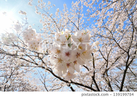 櫻花，櫻花，櫻花 139199784