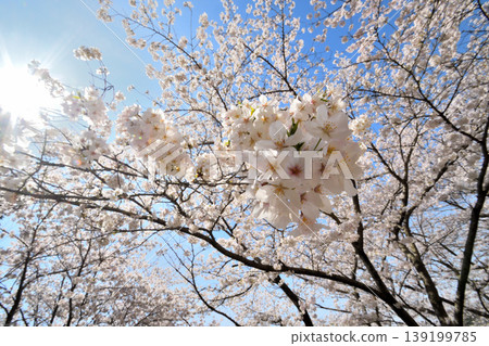櫻花,櫻花,櫻花 櫻花,櫻花,櫻花 139199785