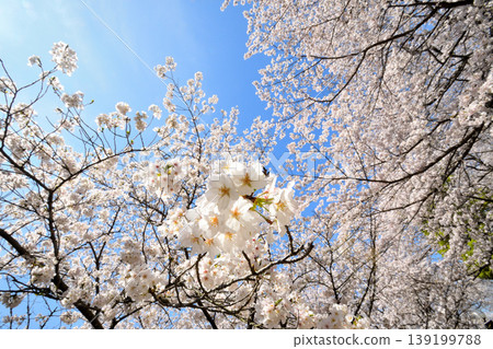 櫻花,櫻花,櫻花 櫻花,櫻花,櫻花 139199788