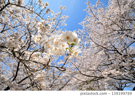Sakura, Sakura, Sakura 139199789