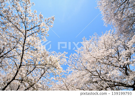 Sakura, Sakura, Sakura Sakura, Sakura, Sakura 139199793